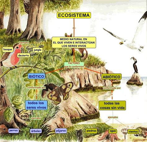 Componentes de un ecosistema   Ecosistemas