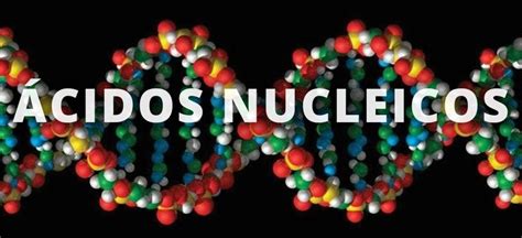 Composición de los ácidos nucleicos   Biología