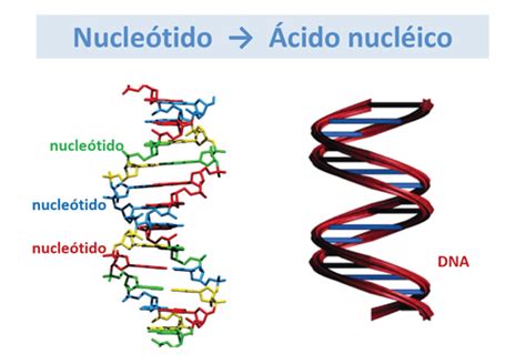 Composición de los ácidos Nucleicos, RNA y ADN | elnitrogenoenlabioquimica