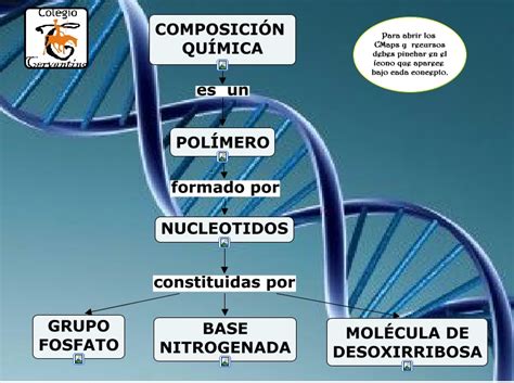 Composición química del ADN