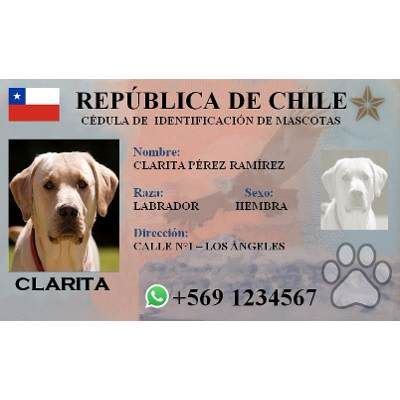 Compra Carnet De Identidad Para Mascotas, Impresa En Pvc ...