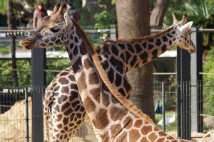 Comprar entradas baratas al zoo de Barcelona | ShBarcelona ...