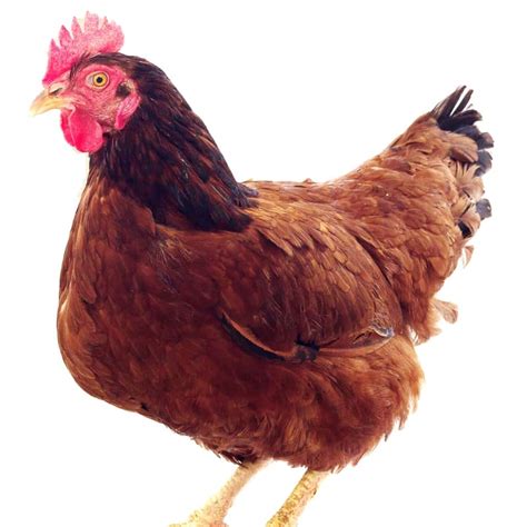 Comprar gallinas ponedoras en Galicia   Álvarez Avícola