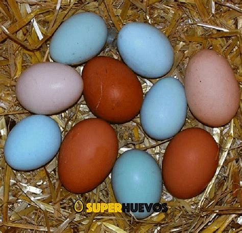 Comprar Huevos AZULES de Calidad  【 SUPERHUEVOS