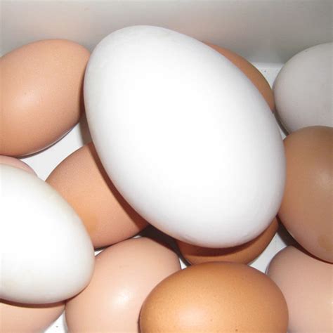 Comprar Huevos COMPRAR HUEVOS