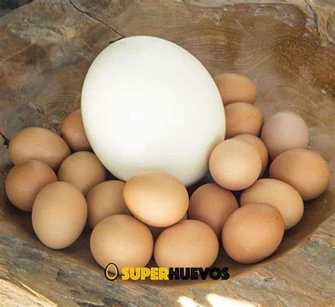 Comprar Huevos de AVESTRUZ 磊 【Envío 24 HORAS】