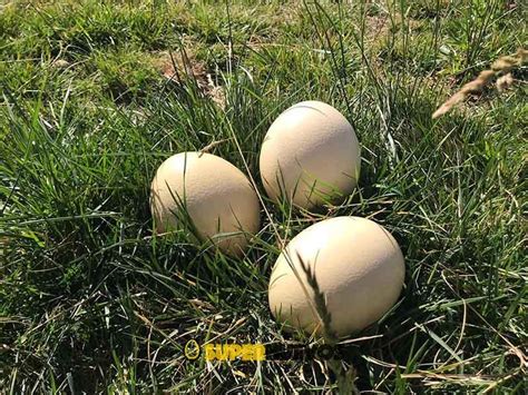 Comprar Huevos de AVESTRUZ ️【Envío 24 HORAS】