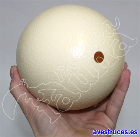 Comprar Huevos de Avestruz Vacíos para decoración por ...