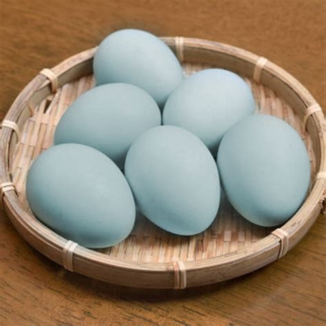 Comprar Huevos de gallina Araucana  azules .
