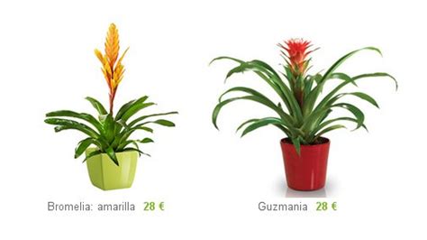 Comprar plantas decorativas online: precios y envíos