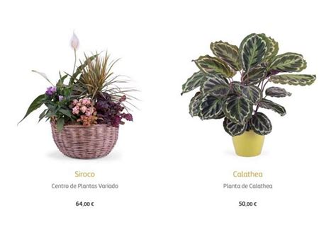 Comprar plantas online 2020: plantas de exterior e ...
