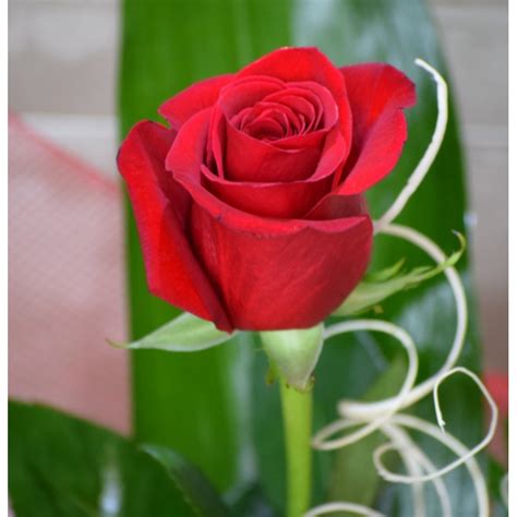 Comprar rosas frescas con envio a domicilio 24h. Floristeria online.