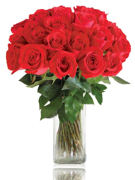 Comprar Rosas Rojas Online por San Valentín. | El Draguito Garden Center
