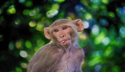 ¿Comprar un mono en España como mascota es legal?