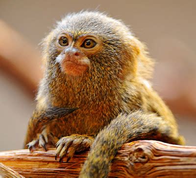 Comtú Gourmets: Los Monos Más Pequeños del Mundo