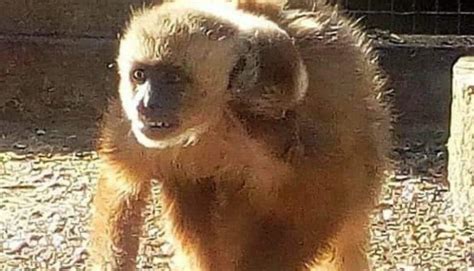 Comunidad de Barquisimeto pide a las autoridades rescatar a mono ...