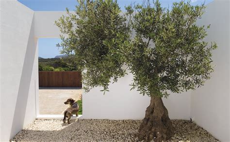 Con estas plantas conseguirás un ambiente mediterráneo en tu jardín