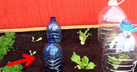 Con este truco podrás plantar verduras en casa durante cualquier época ...