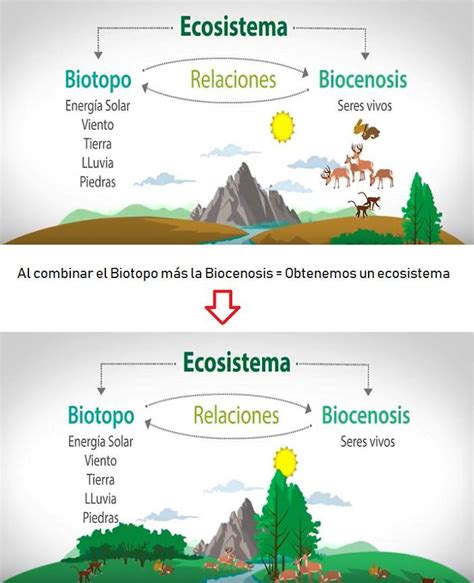 concepto ecosistema | Ecosistemas, Ciencia natural ...