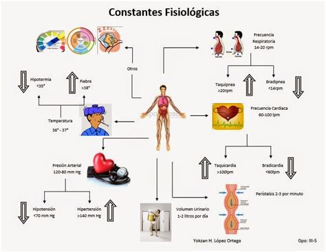 Conceptos Basicos De Fisiologia Y Fisiopatologia Mindmeister Mapa ...