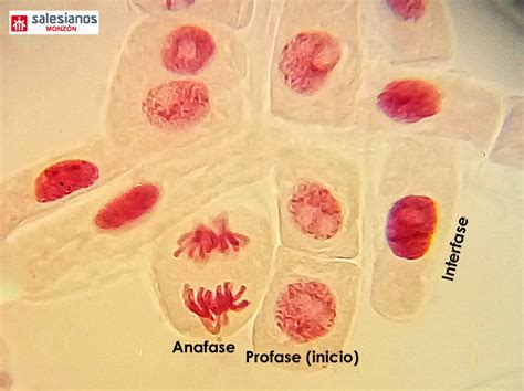 ConCiencia: Observación de Mitosis en células vegetales