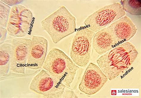 ConCiencia: Observación de Mitosis en células vegetales