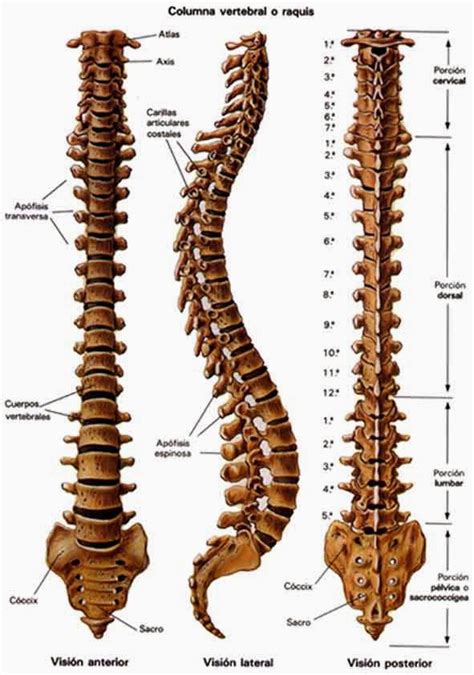 Conciencia Yoga: Anatomía del Yoga: columna vertebral