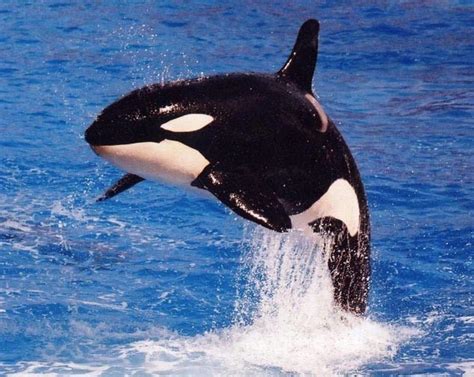 Concientizandonos con la Fauna Terrestre: Las Orcas