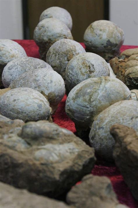 Condenan a un canadiense por vender fósiles de huevos de dinosaurio en ...