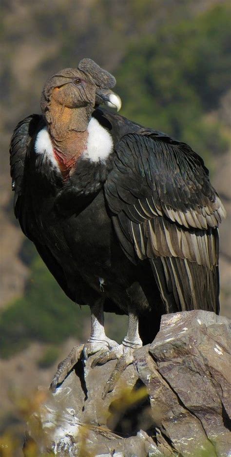 Cóndor andino   Andean Condor   Andenkondor   Condor des Andes | Condor ...
