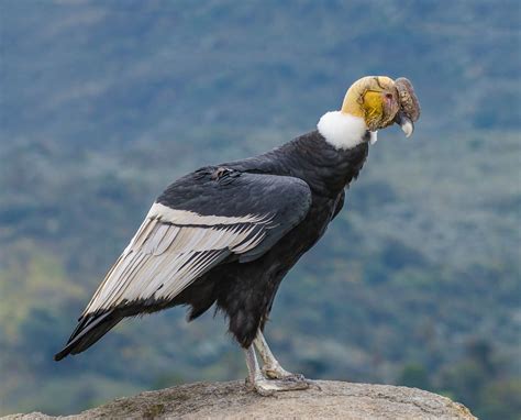Cóndor Andino/Andean Condor/Vultur gryphus – One Bird Per Day/Un Ave ...