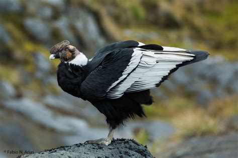 Cóndor Andino/Andean Condor/Vultur gryphus – #OneBirdPerDay #UnAvePorDía