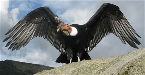 Condor andino   Animales del Peru