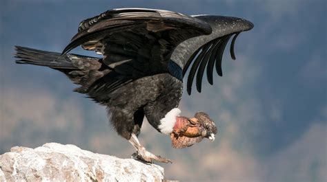 Cóndor andino, ave carroñera más grande del mundo | La Verdad Noticias