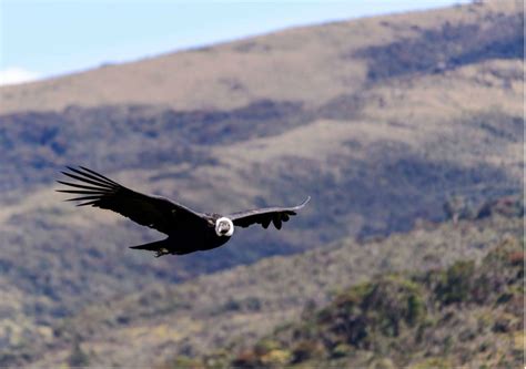 condor andino | Blogs El Espectador