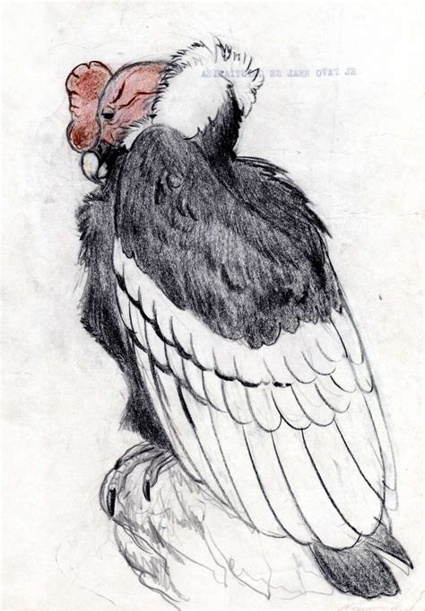 Cóndor andino, boceto  1993  | Cool art, Art, Bird