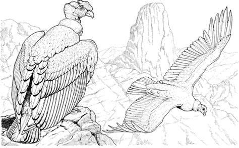 Cóndor Andino Dibujo para colorear | Bird drawings, Drawings, Andean condor