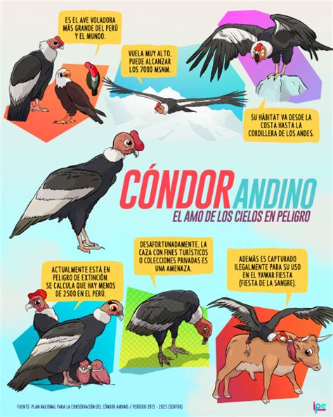 Cóndor Andino: el amo de los cielos en peligro | canalipe.tv | Cóndor ...