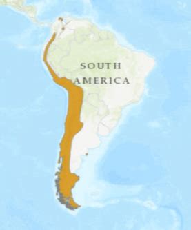 Cóndor Andino: En Peligro de Extinción [2022]