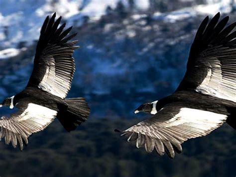 Cóndor Andino | Fotos, características y ave en peligro de extinción ...