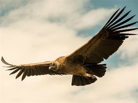 Cóndor Andino | Fotos, características y ave en peligro de extinción ...