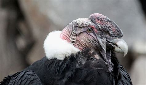 Cóndor Andino o Vultur gryphus    Extinción Animal 2022