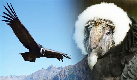 Cóndor andino se dirige a su extinción, advierten científicos ...