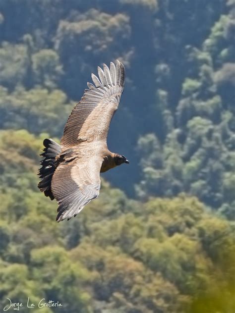 Cóndor Andino  Vultur gryphus    EcoRegistros