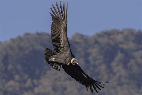 Cóndor Andino  Vultur gryphus    EcoRegistros