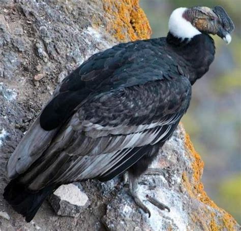 Cóndor andino  Vultur gryphus    EcuRed