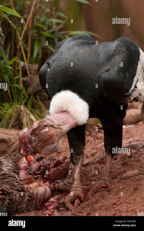 Cóndor Andino Vultur gryphus Fotografía de stock   Alamy