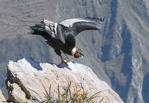Condor andino  Vultur gryphus  | JuzaPhoto