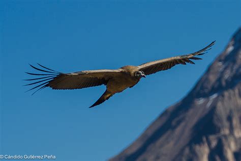 CONDOR ANDINO   Vultur Gryphus | Observatorio de la Naturaleza
