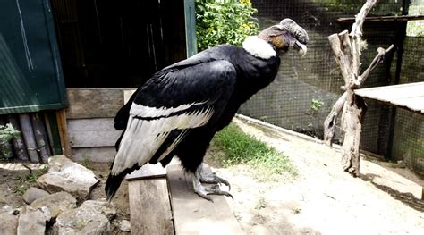 Cóndor archivos   Quito Zoo